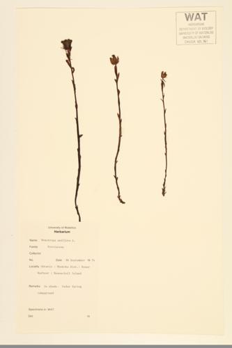 Indian-pipe; One-flowered Indian-pipe specimen